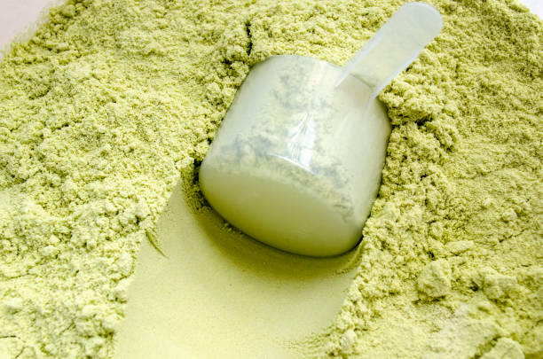 Close up a scoop of green tea flavor whey protein blends